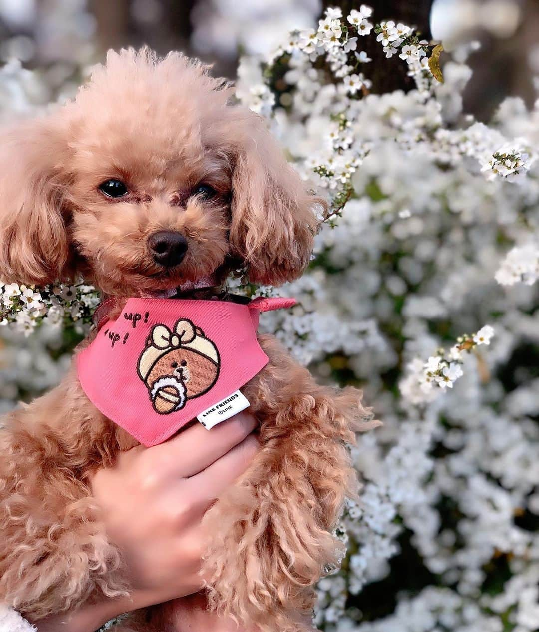 阿比留李帆のインスタグラム：「天気が良かったので☁️ cherieと長めのおさんぽしたよ🐶🐾💞 たくさん歩いてもずーっと 楽しそうに歩いてるしぇりを 見てるとしあわせになる..！🥰🥰 桜咲いたら桜見に行こうね🌸 #愛犬#トイプードル#トイプードル女の子#犬のいる暮らし」