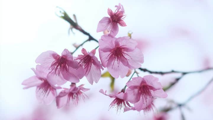 奈良 長谷寺 / nara hasederaのグルメインスタ