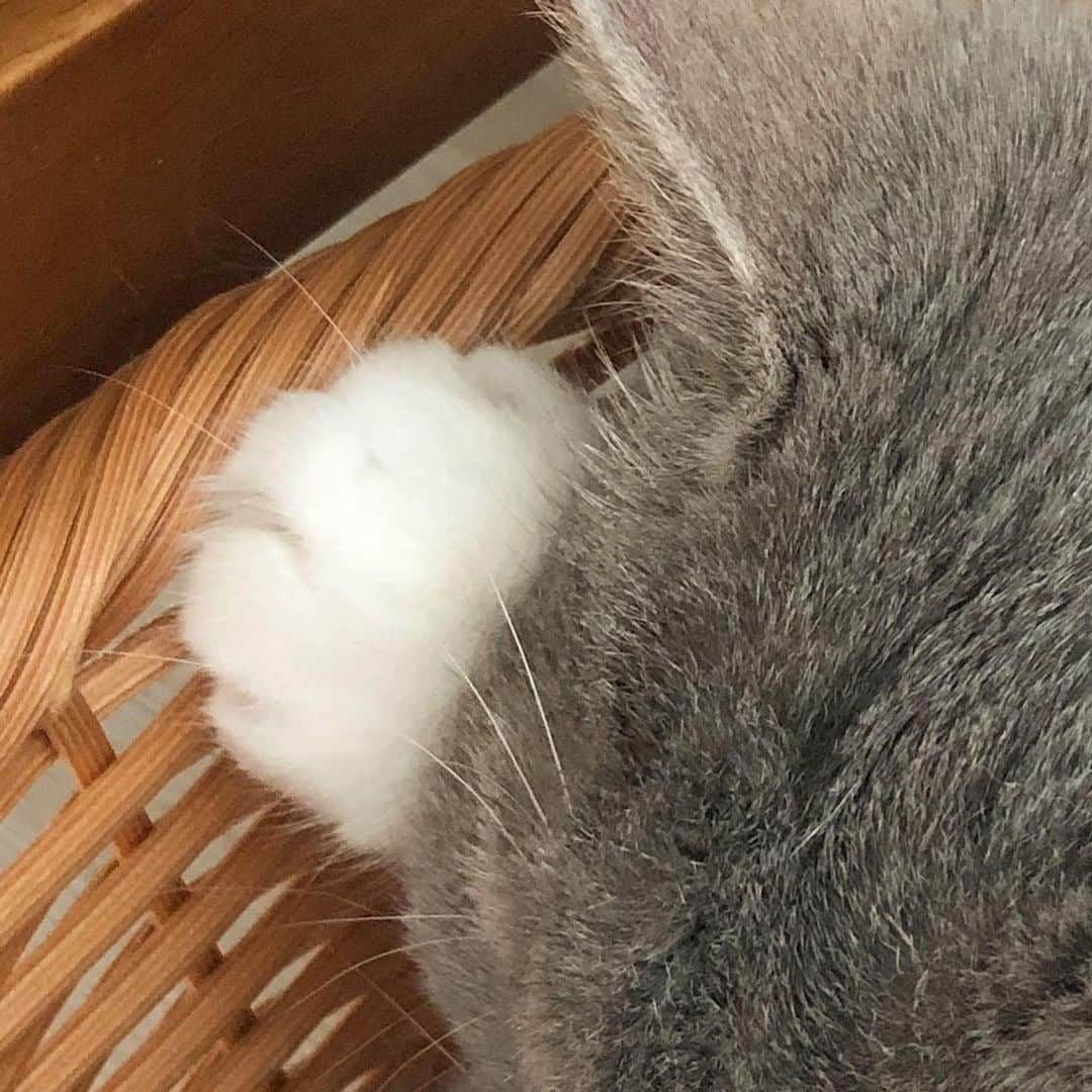 ギモさんのインスタグラム写真 - (ギモInstagram)「허휴...세상 귀여운 거🐰☁️☁️ 끅...o<-<........ #cat #sio #솜방망이 #귀엽시오」3月15日 17時28分 - 1room1cat