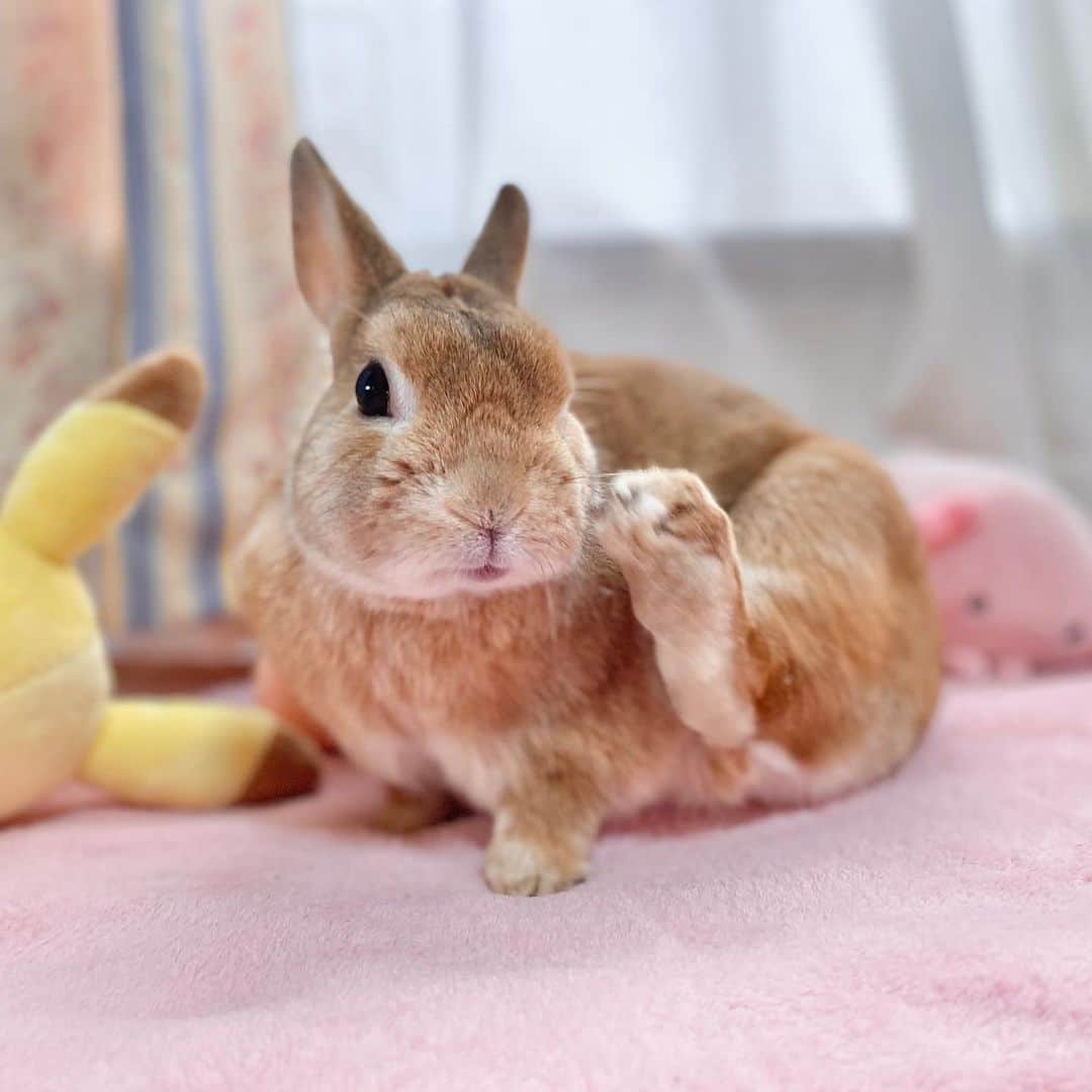 ラン?さんのインスタグラム写真 - (ラン?Instagram)「かいーのかいーの(・ω・)ゞ ☆ 遠出の外出を控えているため、ランと過ごす時間が多い(*´꒳`*)♡ ☆ #うさぎ #ネザーランドドワーフ #rabbit #bunny #bunnystagram  #rabbitstagram  #cute  #かわいい #ふわもこ部  #もふもふ  #zip写真部  #アニマル写真部 #instagramjapan #netherlanddwarf #うさぎと暮らす  #うさぎのいる暮らし #癒し #kawaii #ランちゃん  2020.03.15」3月15日 17時55分 - mofumofuusako