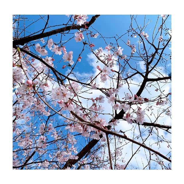 長沢美月さんのインスタグラム写真 - (長沢美月Instagram)「すでにこんなに桜が咲いているなんて 知りませんでした🌸✨ #桜 #sakura #japan #ブログ更新しました」3月15日 18時33分 - _mizuki_0212