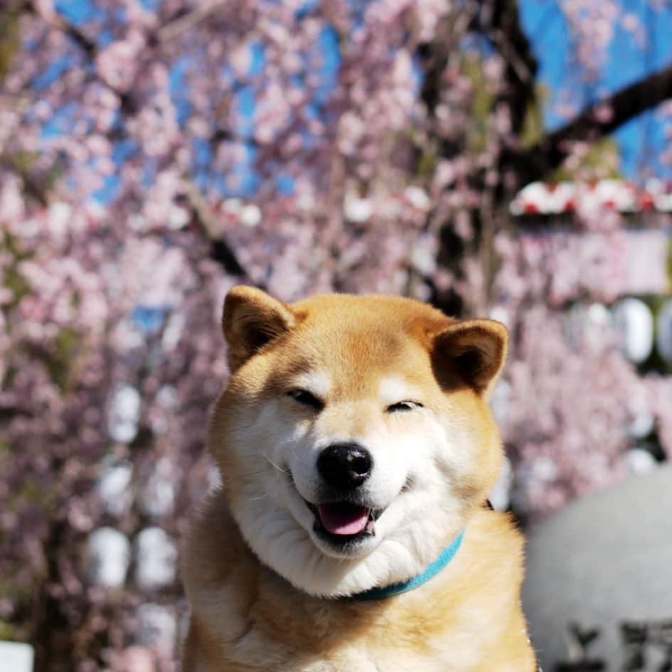 まる（まるたろう）さんのインスタグラム写真 - (まる（まるたろう）Instagram)「Good morning!✨🌸🐶🌸✨上野公園入口の桜は咲いてますよ〜 #ソメイヨシノは来週末くらいからかな #これからいっぱい咲くから楽しみだね #お散歩しにおいで #今年は空いてるからさ」3月15日 9時52分 - marutaro