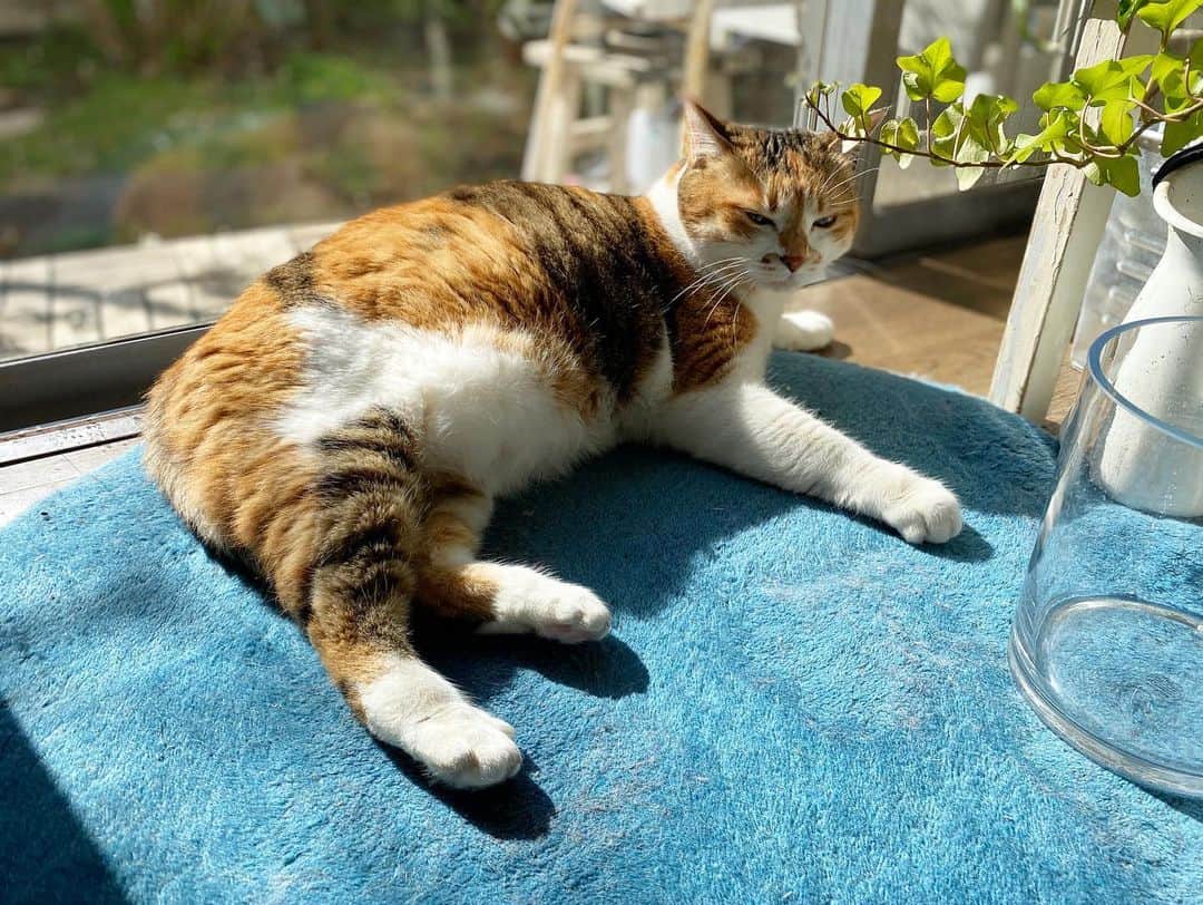 山田稔明さんのインスタグラム写真 - (山田稔明Instagram)「おはよ。天気いいだけで幸せよ。 #ポチ実 #三毛猫」3月15日 9時46分 - toshiakiyamada