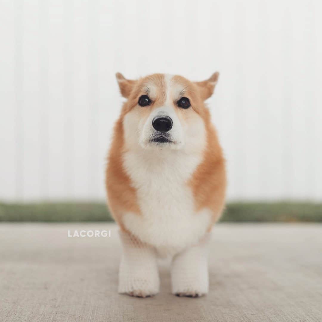 Geordi La Corgiさんのインスタグラム写真 - (Geordi La CorgiInstagram)「Trying to make legwarmers trendy again!⁣ ⁣ Friends, please please practice social distancing. There’s no need to panic, but we shouldn’t be in denial, either. Lots of unknowns at this point, but we can only control our own actions, right? It’s crucial to do our part to stop COVID-19 from spreading even further/faster. Stay safe everyone. 💛」3月15日 9時59分 - lacorgi