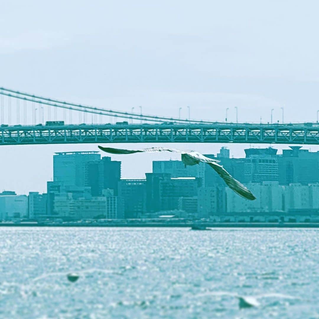 中野敬久さんのインスタグラム写真 - (中野敬久Instagram)「#fly #birds #sea #bridge #building #tokyo #sunny」3月15日 10時36分 - hirohisanakano