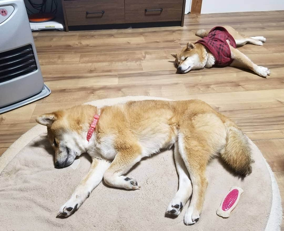 柴犬たま Shibainu Tamaのインスタグラム