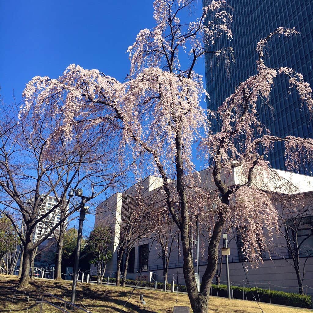 片桐千晶さんのインスタグラム写真 - (片桐千晶Instagram)「⁑ いつまで続くのか分からない自粛ムードで何かと息苦しい世の中ですが、赤坂サカスの三春桜は綺麗に花を咲かせています。 青空の下でマスク外して深呼吸。 ほっとする。」3月15日 10時54分 - chiaki.katagiri333