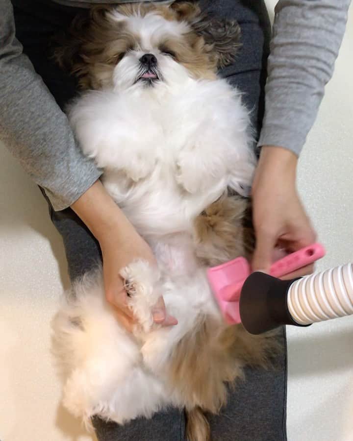 水嶋はちのインスタグラム：「Nice and warm...🥱😴😴 so relaxing and I am fully energized！🐶💓💓 * * 休日のお風呂はとってもリラックスできます🐶💛💛💛 ずっーーとこうしていたいボクです！ * * #はち #HACHI #シーズー大好き部 #DUZハンズフリードライヤー」