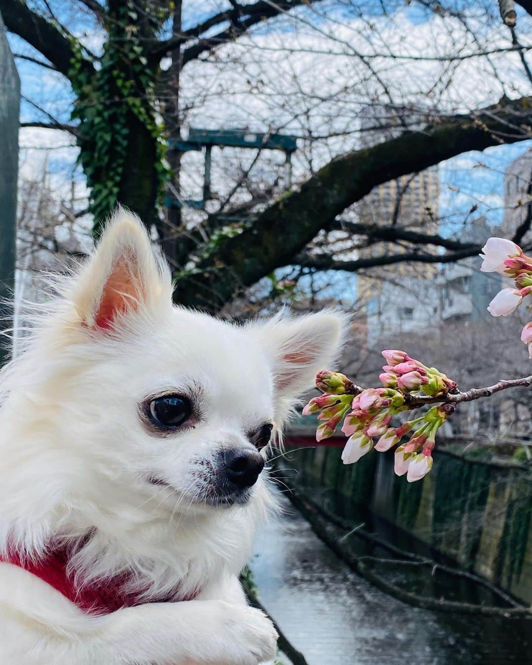 秋山具義さんのインスタグラム写真 - (秋山具義Instagram)「目黒川の桜、昨日の寒さで開花は抑え気味🌸﻿ ﻿ #目黒川の桜パトロール2020 #秋山二郎」3月15日 11時50分 - gugitter