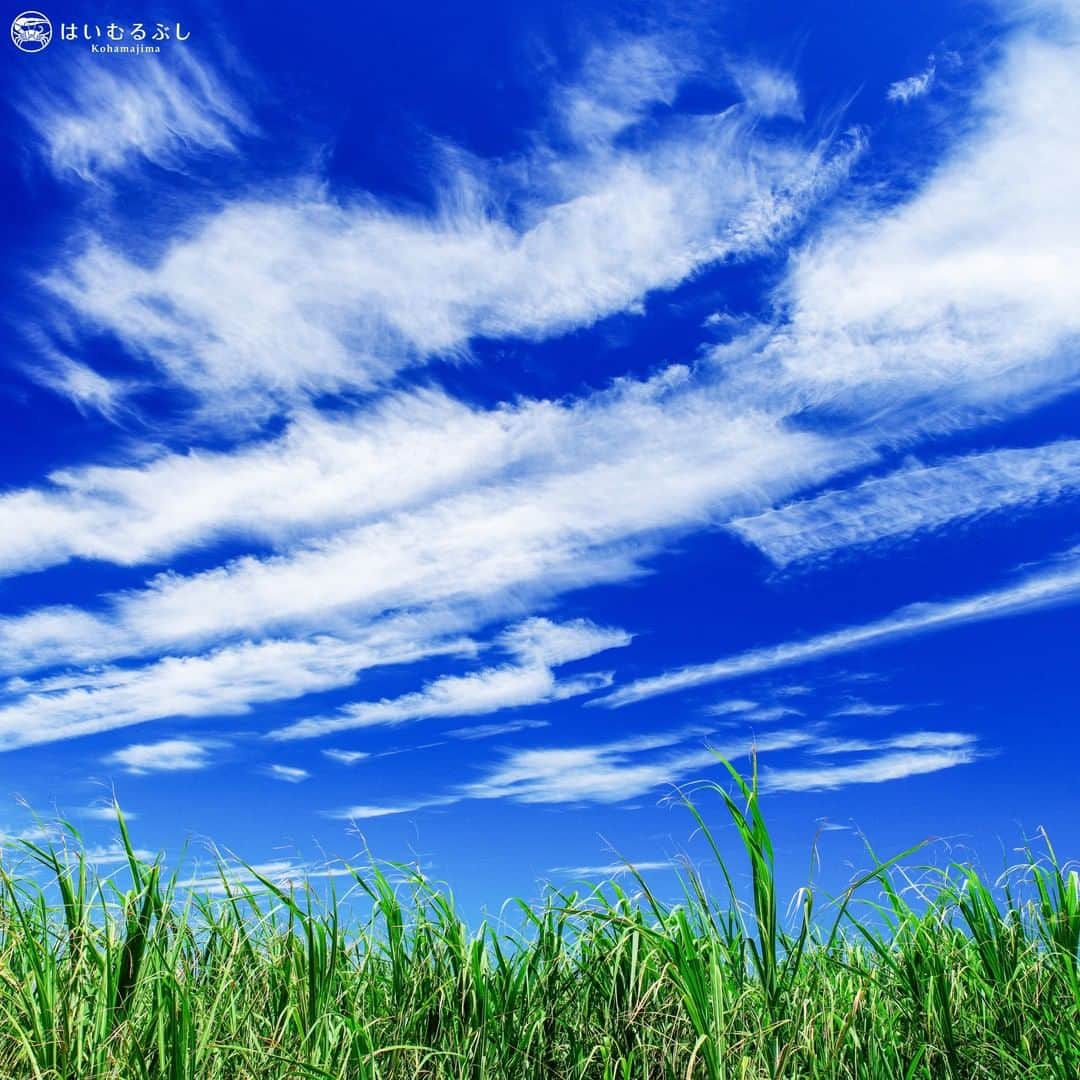 HAIMURUBUSHI はいむるぶしさんのインスタグラム写真 - (HAIMURUBUSHI はいむるぶしInstagram)「今が収穫時期のウージ（サトウキビ）畑と青い空。 八重山らしい景色をお楽しみください。 #沖縄 #八重山諸島 #小浜島 #はいむるぶし #japan #okinawa #yaeyamaislands #kohamajima #haimurubushi  @masafumi_takezawa_okinawa」3月15日 12時03分 - haimurubushi_resorts
