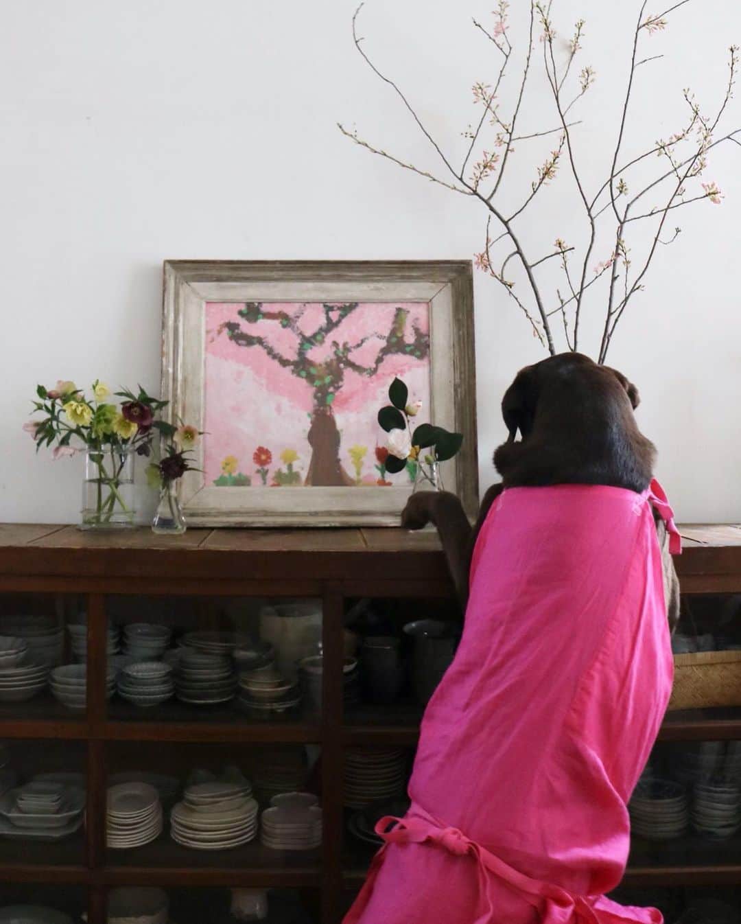 masakiさんのインスタグラム写真 - (masakiInstagram)「カリスマ花生師「祝いの花」 東京の桜の開花とともに、 卒業・入学を迎える皆さんへ 我らがカリスマ花生師が心を込めてお祝いの花を しつらえます。 手先、鼻先、脚先を器用に使った花さばき、 年期の入った花ばさみには歯形つきw  本日のメインは紅彼岸桜、華奢な枝の曲がりを生かして、 桜の絵と花のコラボレーション。 今日24歳の誕生日を迎えた娘が、小学生のときに描いた 学校の校庭に咲く満開の桜の絵です。 庭の椿やクリスマスローズもガラス瓶いろいろで遊んで。  花生師、今日もありがとうございます♡ 美しい日本の春を心から楽しみたいですね🇯🇵🌸」3月15日 12時21分 - mogurapicassowols