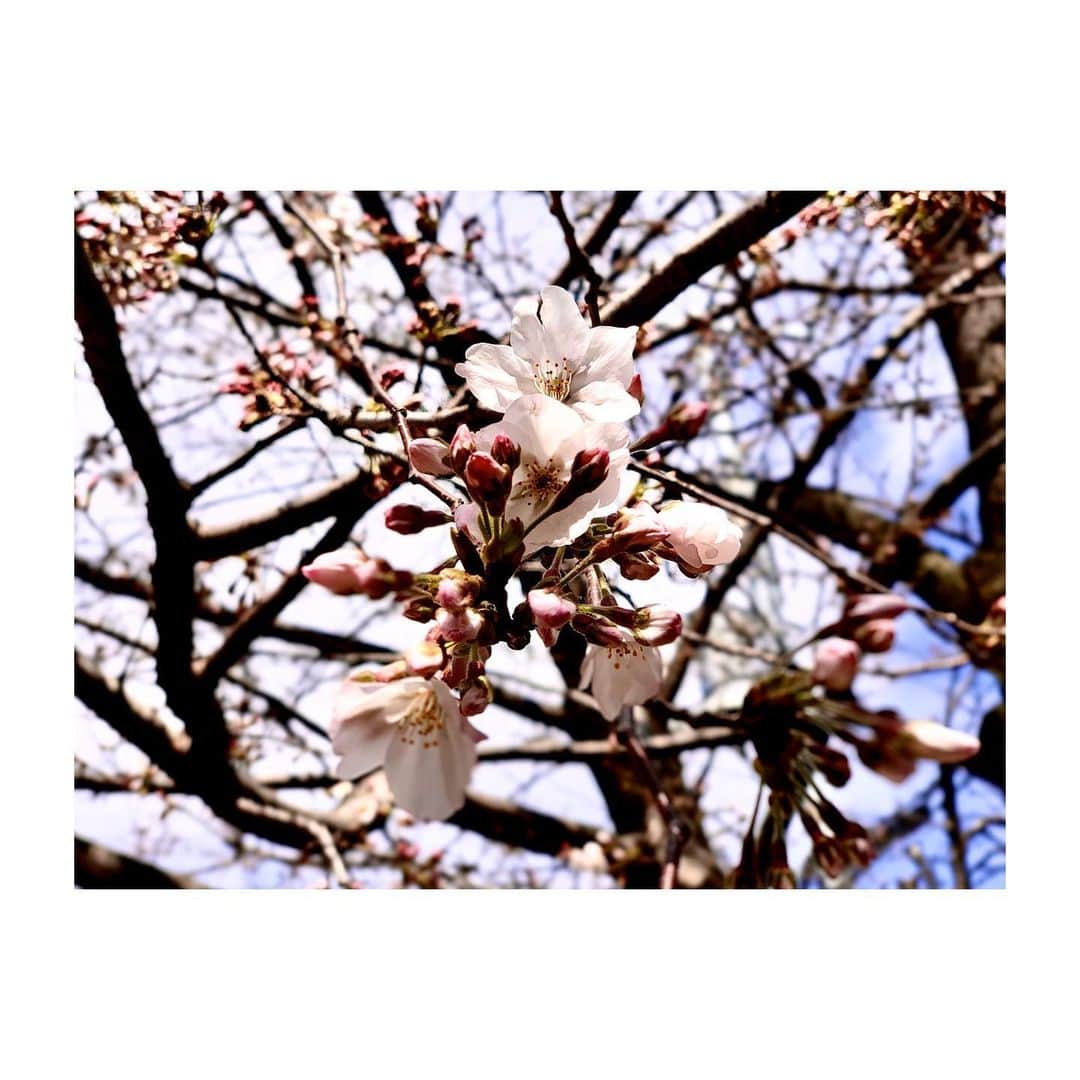 高木俊さんのインスタグラム写真 - (高木俊Instagram)「近所の桜が🌸 #桜  #春」3月15日 12時48分 - t.shunly