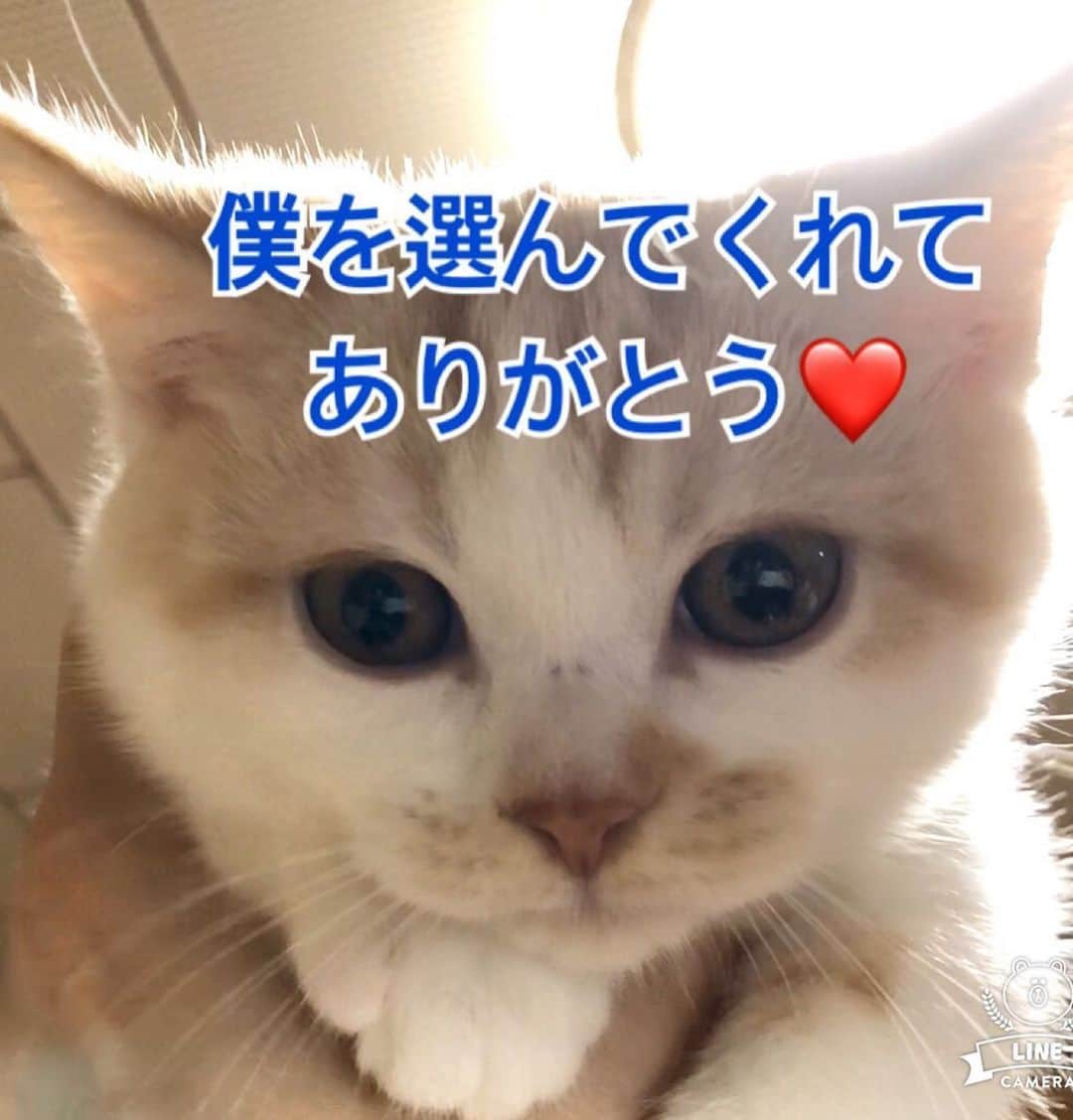 まんちの樹（マンチカンブリーダー）のインスタグラム