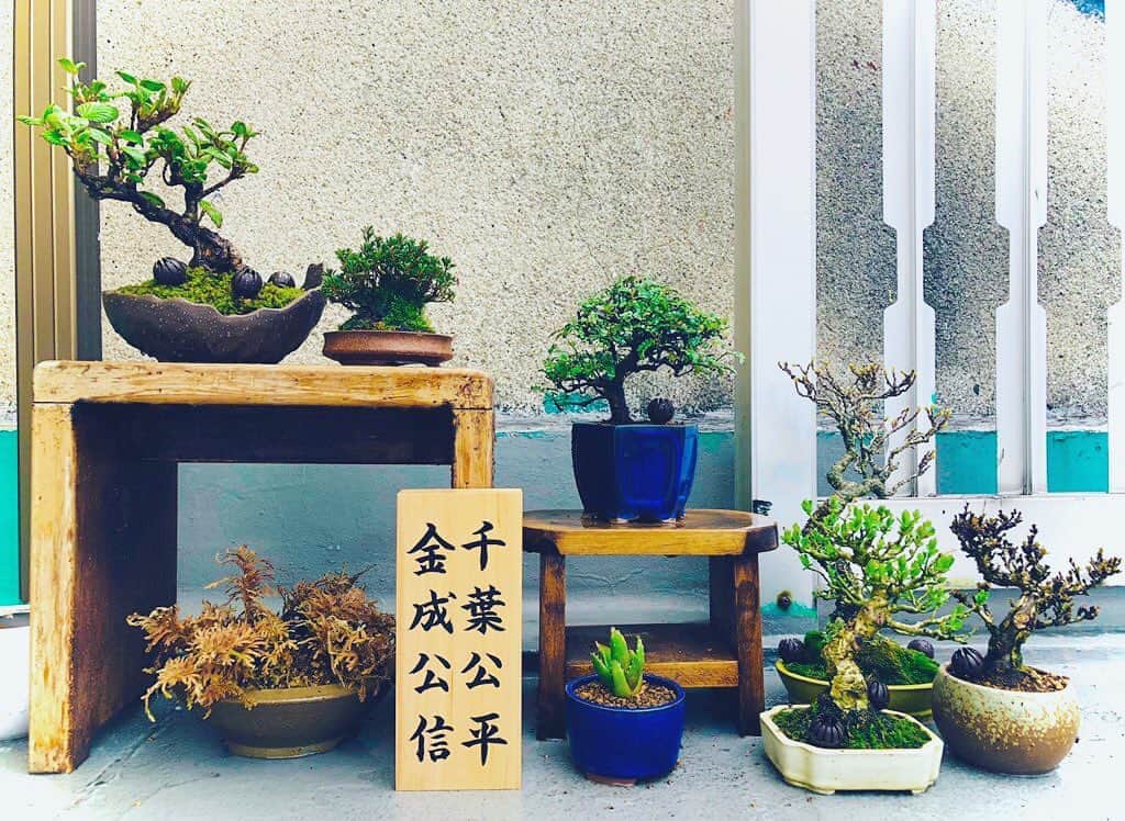 金成公信のインスタグラム：「素敵やん。#盆栽 #bonsai #bonsaijapan #japanesebonsai #wabisabi #bonsailovers #bonsailife #bonsaitree #bonsaiart #bonsaigram #bonsaiworld #plants #tree #greenlife #greenlifestyle #苔 #moss」