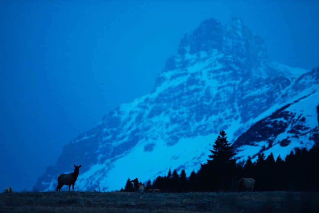National Geographic Travelさんのインスタグラム写真 - (National Geographic TravelInstagram)「Photo by @steven_gnam | A cow elk stands alert while the rest of the herd feeds at dusk in the Rocky Mountain Front, Montana. #elk #Montana」3月15日 13時09分 - natgeotravel