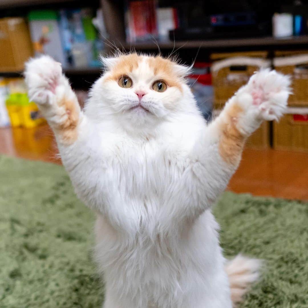 マアルのインスタグラム：「ミルクさん #🐈 #北海道 #旭川市 #ペットシッター #スコティッシュフォールド」