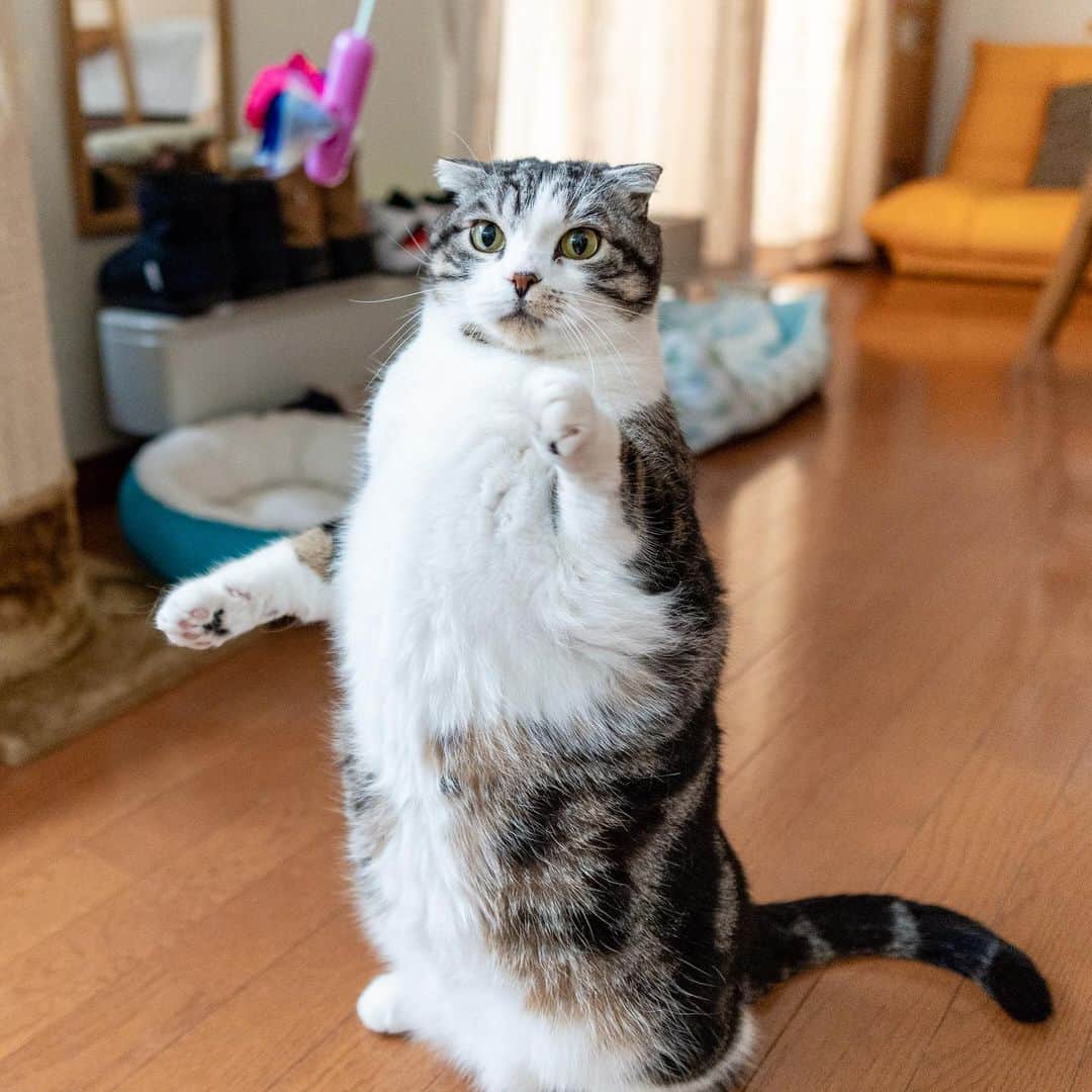 マアルのインスタグラム：「ツムギさん #🐈 #北海道 #旭川市 #ペットシッター #スコティッシュフォールド」