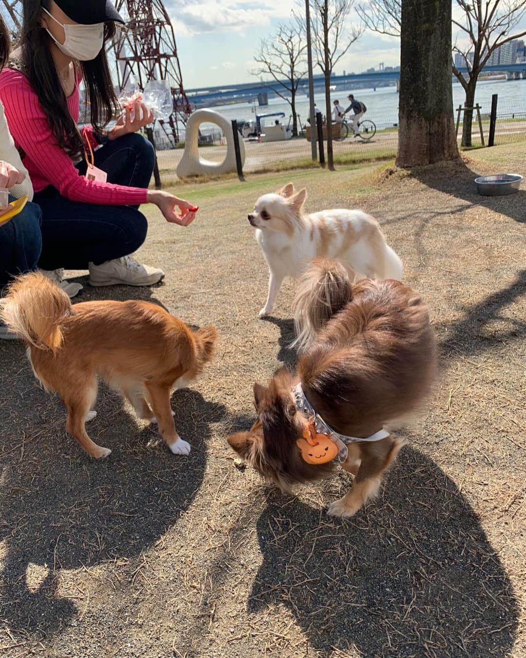 朝風れいさんのインスタグラム写真 - (朝風れいInstagram)「先日の犬会🐕🐕🐕 ・ ・ ・ このメンバーでは、何とくるみが一番お姉さん！！！😲 一番上なのに、一番ビビリ😅💦 ・ ・ ・ 久しぶりのとろみ🎀とカイル⚽️ 会えて嬉しかったな❤️❤️ ・ ・ ・ #犬会 #チワワ集合 #ドッグラン　#dogrun #3ショット #難しかった #おやつで釣る #全然映えない写真　#笑　🤣 #とろみ #芽吹幸奈 #カイル #くるみ #宝物 #チワワ #chiwawa #犬 #dog #3歳 #2ヶ月 #クリスマス生まれ #甘えん坊 #黒豆みっつ #童顔 #チワワ部 #いぬすたぐらむ #親バカ #dogstagram #kuruminstagram」3月15日 14時31分 - rei.wd