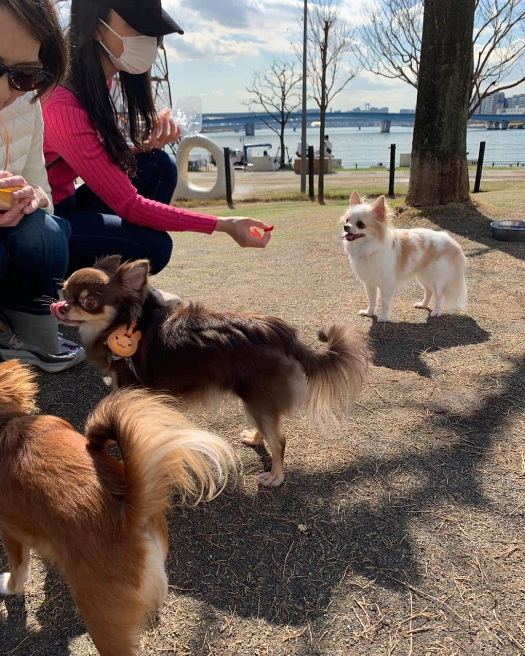 朝風れいさんのインスタグラム写真 - (朝風れいInstagram)「先日の犬会🐕🐕🐕 ・ ・ ・ このメンバーでは、何とくるみが一番お姉さん！！！😲 一番上なのに、一番ビビリ😅💦 ・ ・ ・ 久しぶりのとろみ🎀とカイル⚽️ 会えて嬉しかったな❤️❤️ ・ ・ ・ #犬会 #チワワ集合 #ドッグラン　#dogrun #3ショット #難しかった #おやつで釣る #全然映えない写真　#笑　🤣 #とろみ #芽吹幸奈 #カイル #くるみ #宝物 #チワワ #chiwawa #犬 #dog #3歳 #2ヶ月 #クリスマス生まれ #甘えん坊 #黒豆みっつ #童顔 #チワワ部 #いぬすたぐらむ #親バカ #dogstagram #kuruminstagram」3月15日 14時31分 - rei.wd