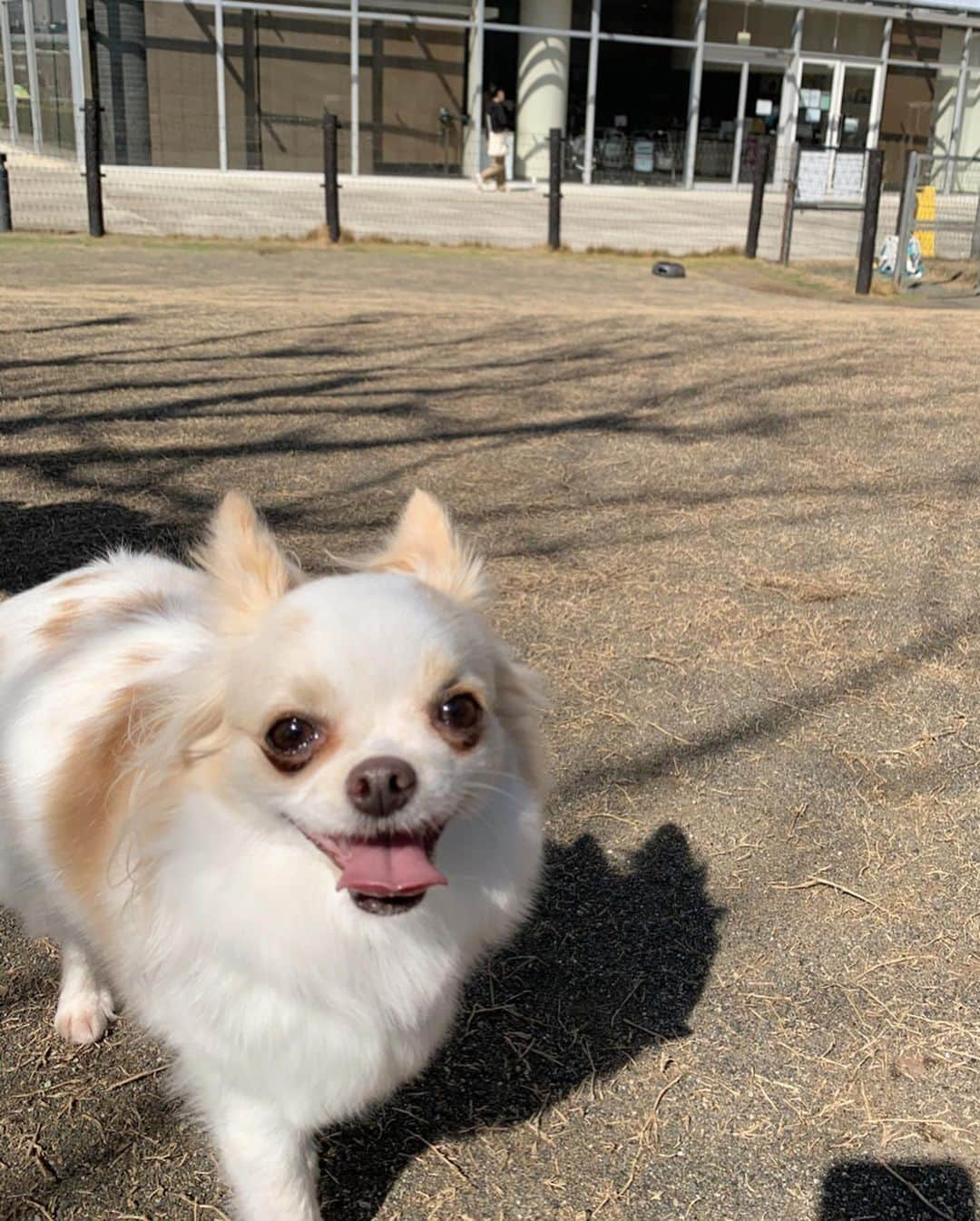 朝風れいさんのインスタグラム写真 - (朝風れいInstagram)「先日の犬会🐕🐕🐕 ・ ・ ・ このメンバーでは、何とくるみが一番お姉さん！！！😲 一番上なのに、一番ビビリ😅💦 ・ ・ ・ 久しぶりのとろみ🎀とカイル⚽️ 会えて嬉しかったな❤️❤️ ・ ・ ・ #犬会 #チワワ集合 #ドッグラン　#dogrun #3ショット #難しかった #おやつで釣る #全然映えない写真　#笑　🤣 #とろみ #芽吹幸奈 #カイル #くるみ #宝物 #チワワ #chiwawa #犬 #dog #3歳 #2ヶ月 #クリスマス生まれ #甘えん坊 #黒豆みっつ #童顔 #チワワ部 #いぬすたぐらむ #親バカ #dogstagram #kuruminstagram」3月15日 14時31分 - rei.wd