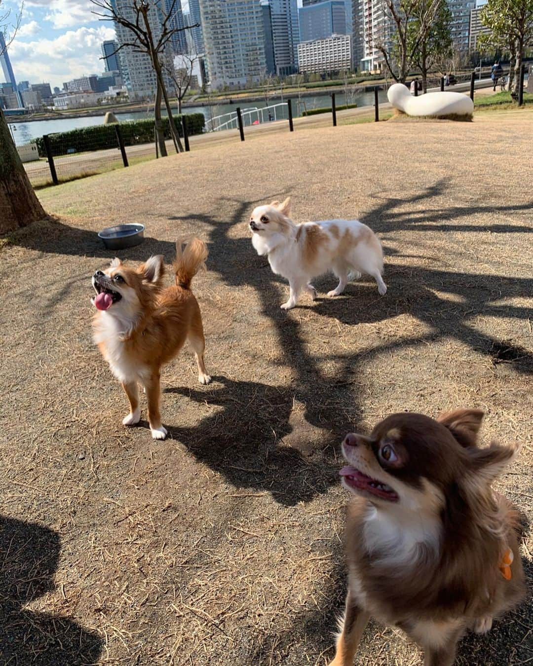 朝風れいさんのインスタグラム写真 - (朝風れいInstagram)「先日の犬会🐕🐕🐕 ・ ・ ・ このメンバーでは、何とくるみが一番お姉さん！！！😲 一番上なのに、一番ビビリ😅💦 ・ ・ ・ 久しぶりのとろみ🎀とカイル⚽️ 会えて嬉しかったな❤️❤️ ・ ・ ・ #犬会 #チワワ集合 #ドッグラン　#dogrun #3ショット #難しかった #おやつで釣る #全然映えない写真　#笑　🤣 #とろみ #芽吹幸奈 #カイル #くるみ #宝物 #チワワ #chiwawa #犬 #dog #3歳 #2ヶ月 #クリスマス生まれ #甘えん坊 #黒豆みっつ #童顔 #チワワ部 #いぬすたぐらむ #親バカ #dogstagram #kuruminstagram」3月15日 14時31分 - rei.wd