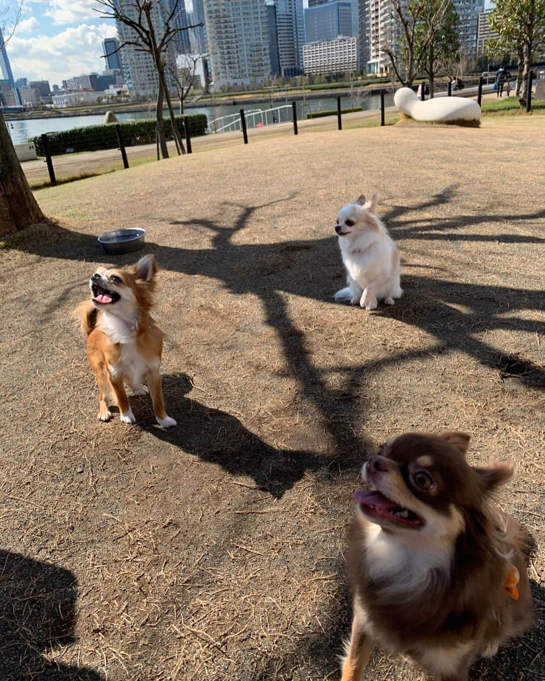 朝風れいさんのインスタグラム写真 - (朝風れいInstagram)「先日の犬会🐕🐕🐕 ・ ・ ・ このメンバーでは、何とくるみが一番お姉さん！！！😲 一番上なのに、一番ビビリ😅💦 ・ ・ ・ 久しぶりのとろみ🎀とカイル⚽️ 会えて嬉しかったな❤️❤️ ・ ・ ・ #犬会 #チワワ集合 #ドッグラン　#dogrun #3ショット #難しかった #おやつで釣る #全然映えない写真　#笑　🤣 #とろみ #芽吹幸奈 #カイル #くるみ #宝物 #チワワ #chiwawa #犬 #dog #3歳 #2ヶ月 #クリスマス生まれ #甘えん坊 #黒豆みっつ #童顔 #チワワ部 #いぬすたぐらむ #親バカ #dogstagram #kuruminstagram」3月15日 14時31分 - rei.wd