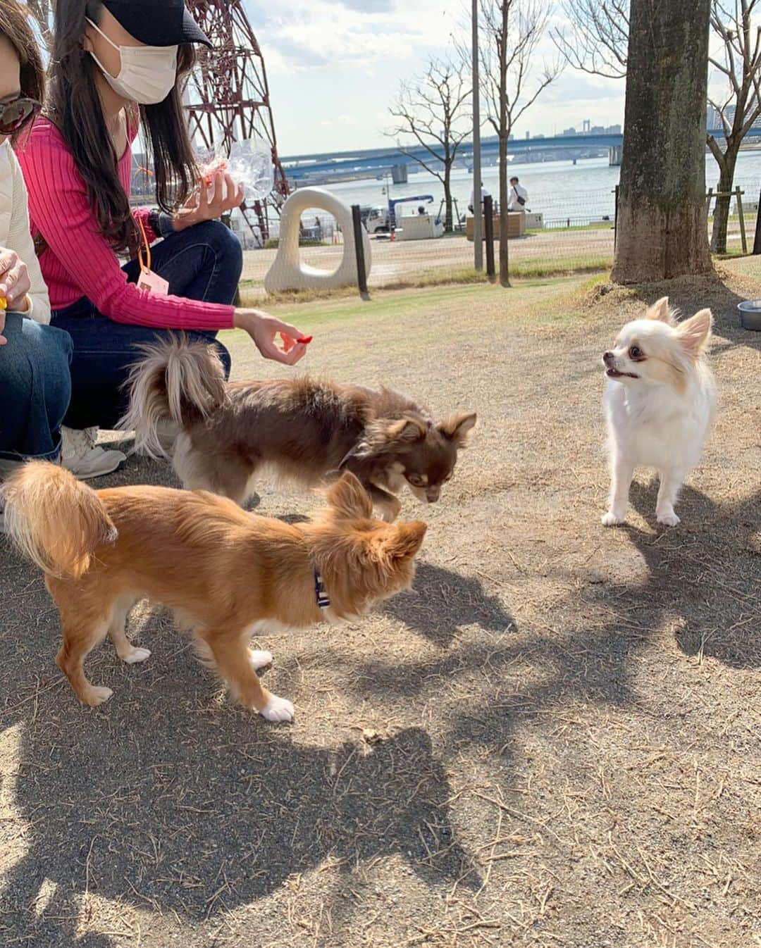 朝風れいさんのインスタグラム写真 - (朝風れいInstagram)「先日の犬会🐕🐕🐕 ・ ・ ・ このメンバーでは、何とくるみが一番お姉さん！！！😲 一番上なのに、一番ビビリ😅💦 ・ ・ ・ 久しぶりのとろみ🎀とカイル⚽️ 会えて嬉しかったな❤️❤️ ・ ・ ・ #犬会 #チワワ集合 #ドッグラン　#dogrun #3ショット #難しかった #おやつで釣る #全然映えない写真　#笑　🤣 #とろみ #芽吹幸奈 #カイル #くるみ #宝物 #チワワ #chiwawa #犬 #dog #3歳 #2ヶ月 #クリスマス生まれ #甘えん坊 #黒豆みっつ #童顔 #チワワ部 #いぬすたぐらむ #親バカ #dogstagram #kuruminstagram」3月15日 14時31分 - rei.wd