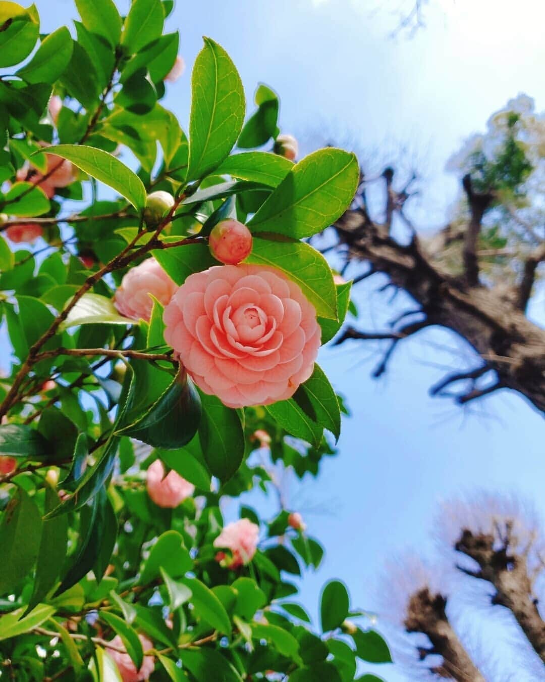 鈴木理香子さんのインスタグラム写真 - (鈴木理香子Instagram)「雨上がりの花たち😊  #雨上がりの #花  #椿 #雫 #flowers  #sunday #花好きな人と繋がりたい」3月15日 15時13分 - rikako.suzuki