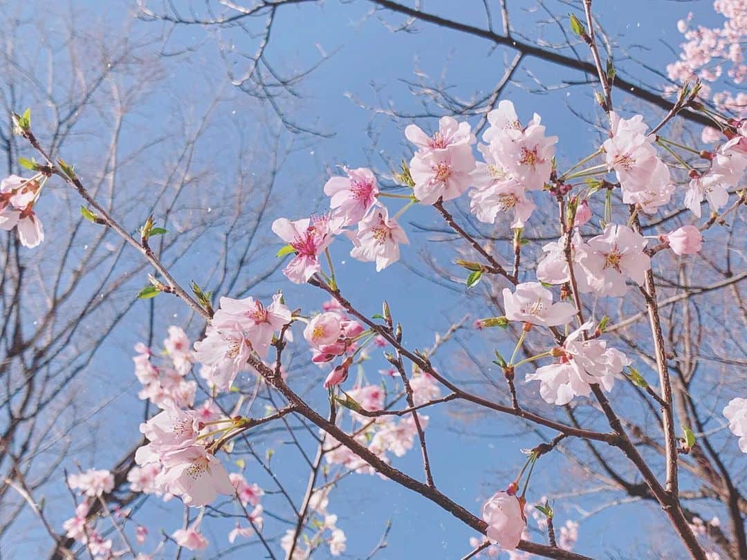 maari watanabe(まありん)さんのインスタグラム写真 - (maari watanabe(まありん)Instagram)「スマホで撮影しても桜は綺麗🌸 #japan_photo #sakura」3月15日 15時17分 - manyo_wt