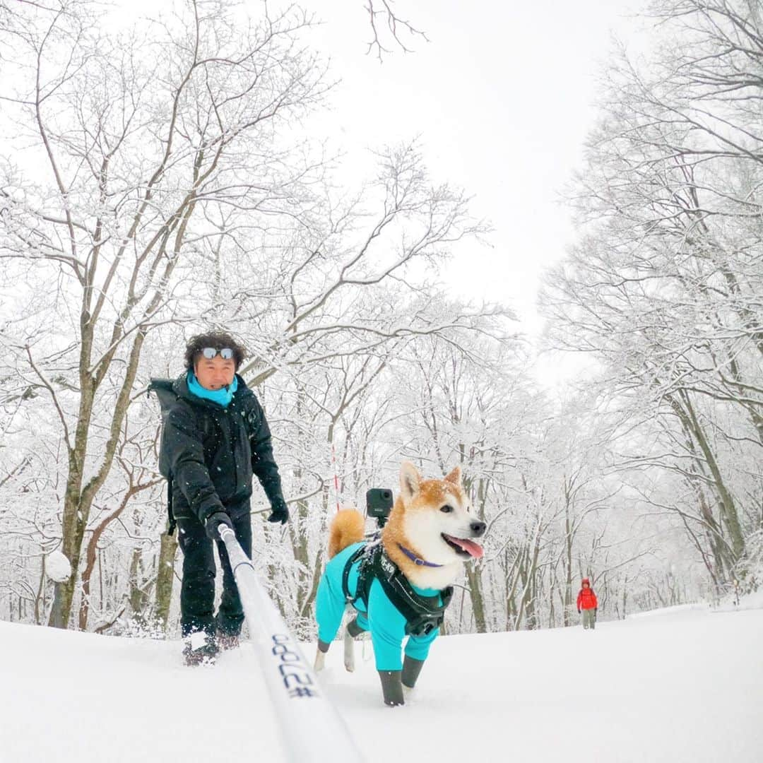 BlackRed shibasさんのインスタグラム写真 - (BlackRed shibasInstagram)「2020.03.15  Happy! Musashi. . まだ雪遊びが出来た！ 来年は君が行けるか… 来て良かった。 .  Photo #goprohero8black #goprosnow @GoPro @GoProjp  @270pro . @shiba.inu.life . . #neneandmusashi2020 #shibainu #shiba #柴犬 #しばいぬ #dog #日本犬 #toyota_dog #happy #lovely #cute #雪遊び  #winter #snow #日本犬  #GoPro #ゴープロ #goprohero8 #goprodog #goproのある生活 #hero8  #goprojp #gopropets #shibainulife #besomedoggy #doggo #goprohappy #goprodogsquad #270pro」3月15日 15時48分 - black_red_jp