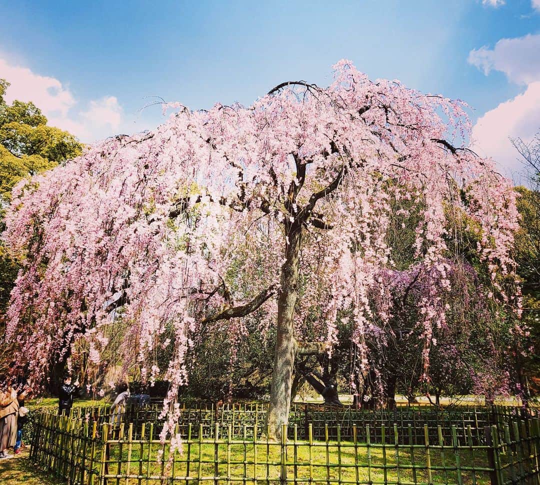 City of Kyoto Official Accountのインスタグラム：「2020年3月15日撮影。 #京都御苑 の #出水の小川 の側にある #糸桜 です！今年は早咲きなので、もう咲いてます！  #visitkyoto #kyotogenic #kyototravel #art_of_japan #japan_of_insta #loves_united_kyoto #japantrip #kyototrip #ig_kyoto #kyoto_style #springinkyoto #cherryblossom #weepingcherry Kyoto Official Travel Guide http://kyoto.travel/en  #京都 #京都ジェニック  #未来に残したい京都  #京都好きな人と繋がりたい #とっておきの京都 #京都桜2020 #京都桜パトロール2020 満開 オフィシャルサイト「京都観光NAVI」 http://ja.kyoto.travel」