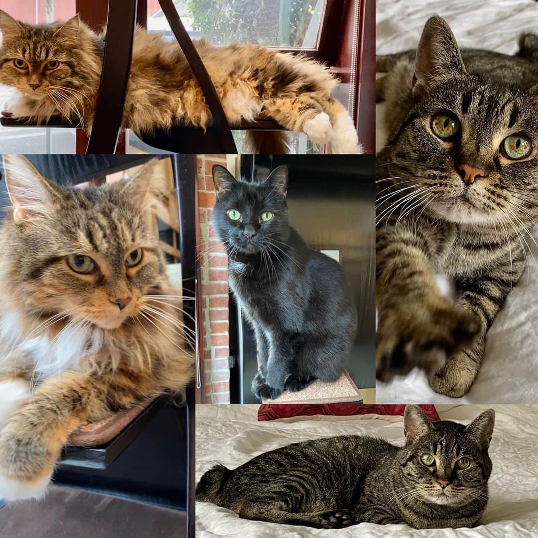 テリー・ハッチャーさんのインスタグラム写真 - (テリー・ハッチャーInstagram)「Cat photo shoot. One way to enjoy my time on lockdown. Meet Scout, Socks, and Friday. Friday was rescued on a Friday the 13 th on the set of #desperatehousewives while filming in Toluca lake in 2006. He was found by our prop master under a bush. My daughter kept him in her bathroom and bottle fed him for a bit till he got stronger. More cat stories to come..if you want. #happysunday #love #catsofinstagram」3月16日 3時33分 - officialterihatcher