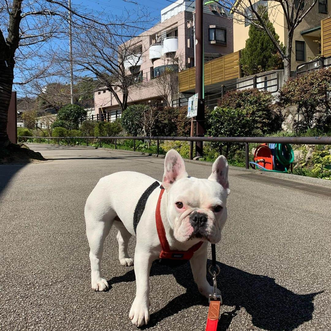 なべやかんさんのインスタグラム写真 - (なべやかんInstagram)「マイリー散歩 まもなく桜が咲く。 今年の桜はマイリーだけ。 寂しいね。  #buhi #ブヒ #ぶひ #フレンチブルドッグ #フレンチブルドック #フレブル #フレンチブル #鼻ぺちゃ #はなぺちゃ #frenchbulldog #buhistagram #フレブルクリーム #なべやかん #フレブル #フレブル好きと繋がりたい #フレブルのいる生活 #フレブルライフ #マイリー散歩 #マイリー #miley #下北沢 #下北沢散歩 #ジョーイ #キャバリア」3月15日 18時58分 - yakan_nabe