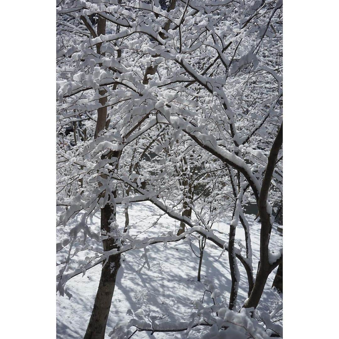 eriさんのインスタグラム写真 - (eriInstagram)「家と池の間の樹々が全部雪化粧してる。」3月15日 19時31分 - e_r_i_e_r_i
