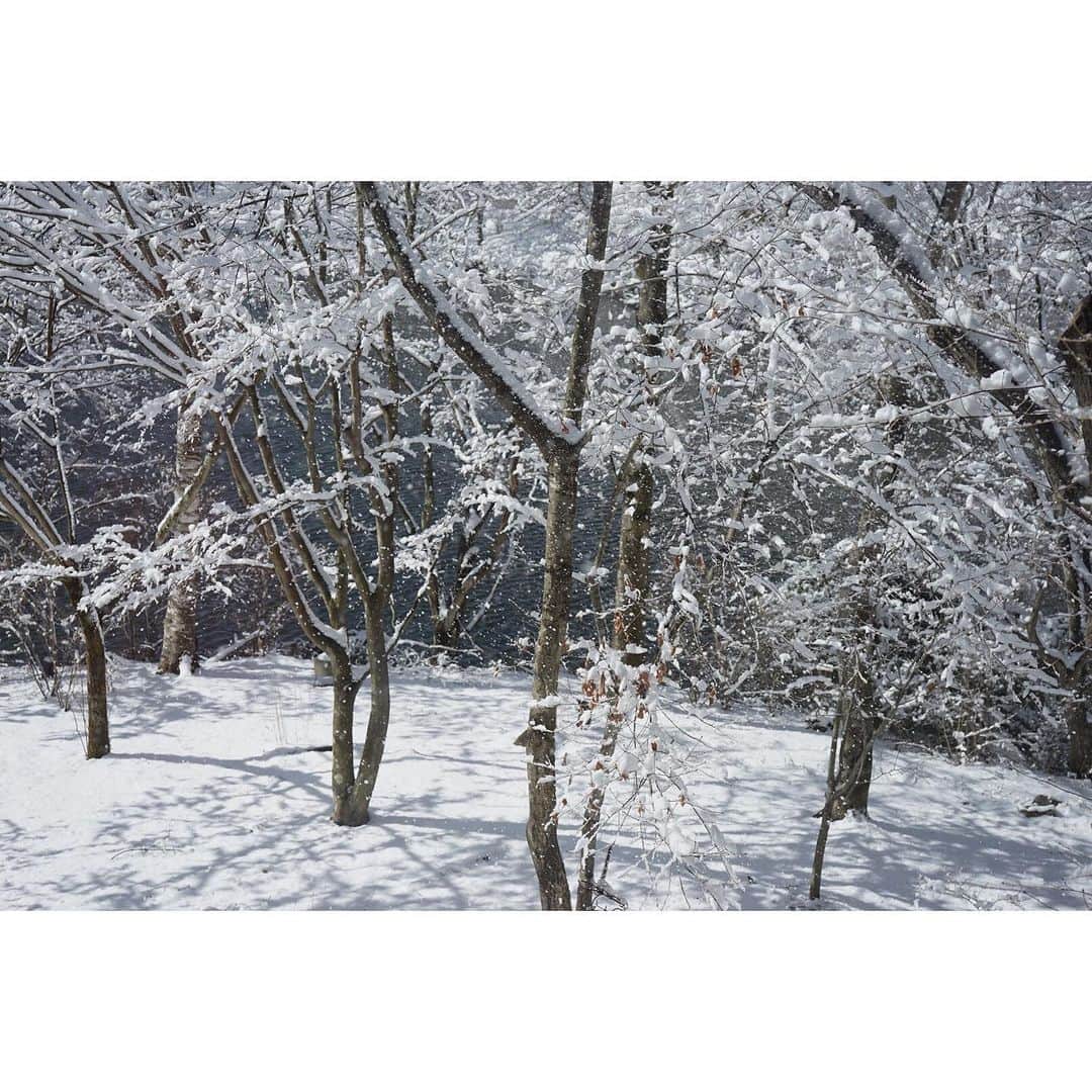 eriさんのインスタグラム写真 - (eriInstagram)「トソトソ、パタパタ、雪が溶けて落ちていく音がBGM」3月15日 19時35分 - e_r_i_e_r_i