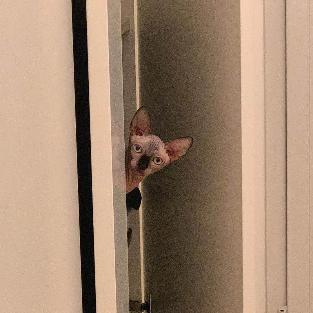 カリム・ラリビのインスタグラム：「CuCù ❤️ #eve #sphynx」