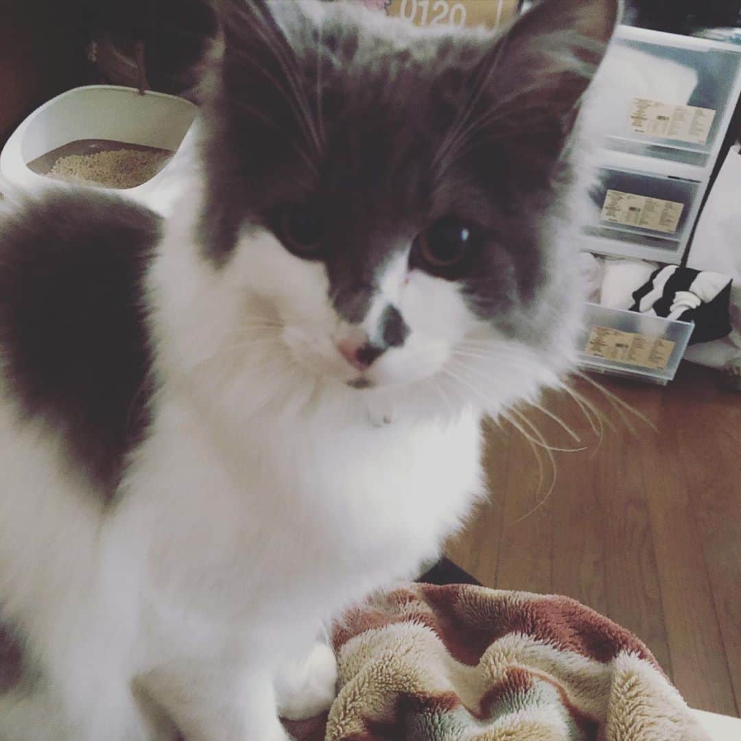 白又敦さんのインスタグラム写真 - (白又敦Instagram)「毎朝起こしに来てくれる可愛いやつ。 #猫　#ねこ　#ネコ　#cat  #いやしねこ」3月15日 20時38分 - shiramata0322