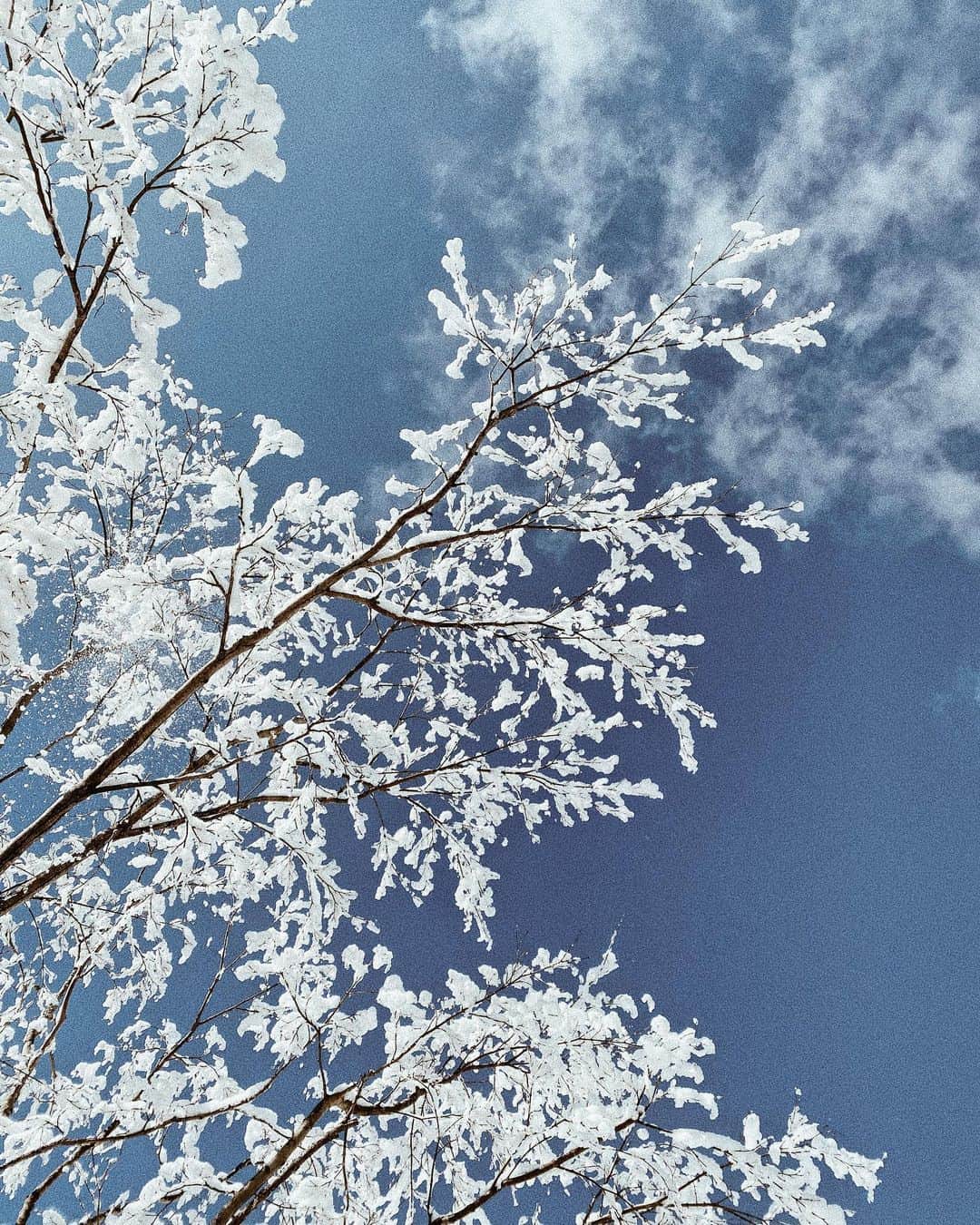 三浦大地さんのインスタグラム写真 - (三浦大地Instagram)「朝から自然が創り出す世界に浸る。」3月15日 20時50分 - daichi_1127