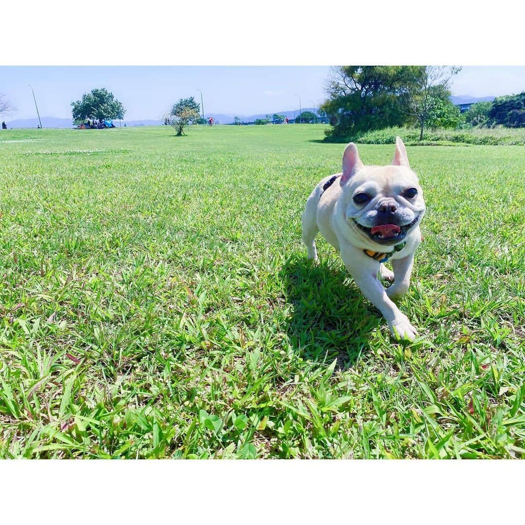 千田愛紗さんのインスタグラム写真 - (千田愛紗Instagram)「Big smile😁 #frenchbulldog @hana0310_frenchbulldog」3月15日 21時00分 - aisa1108