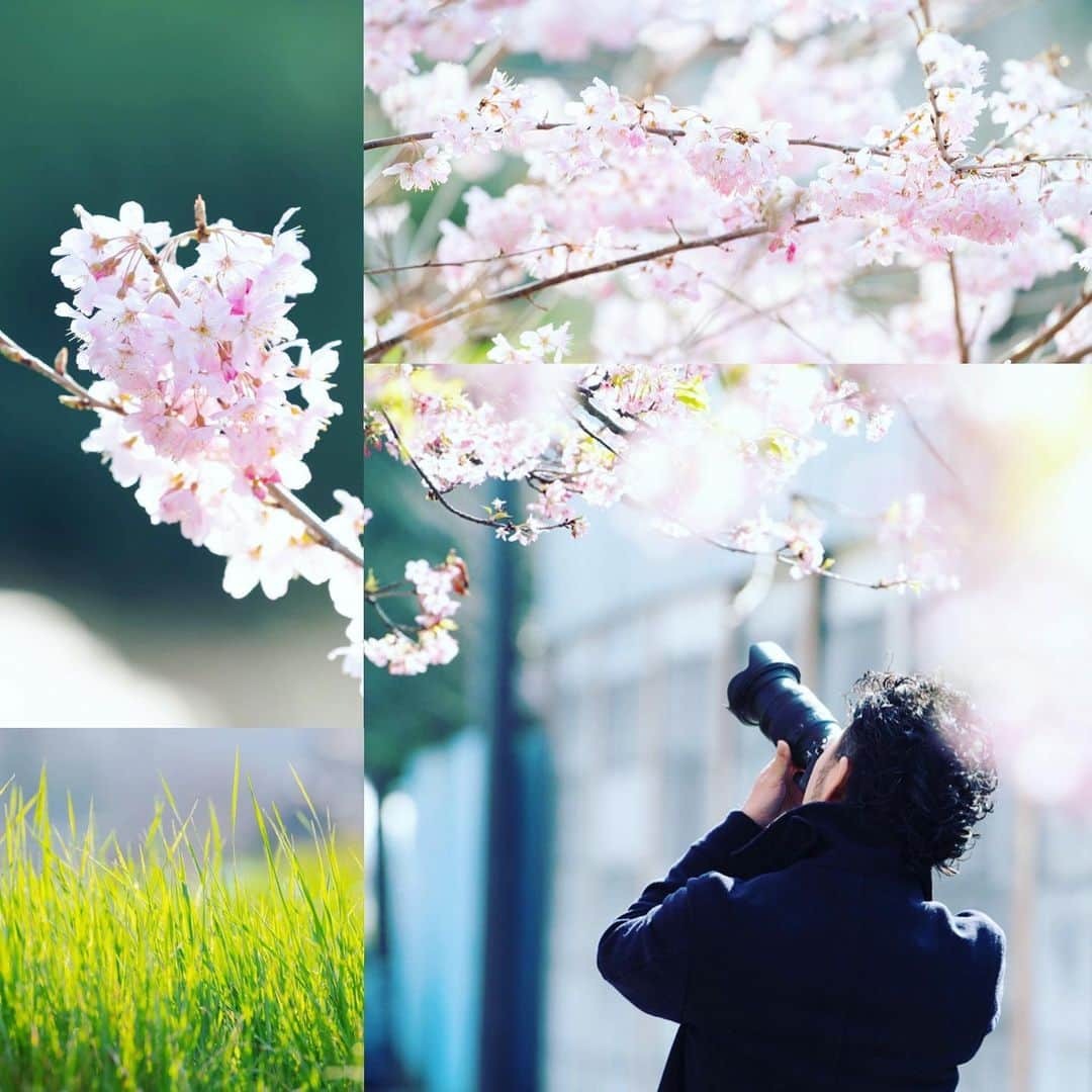 japanese forest & web designer　kapiosanさんのインスタグラム写真 - (japanese forest & web designer　kapiosanInstagram)「Spring🌸🌸🌸 . . . . . . . #spring #doyourbest #河津桜 #japan #springflowers  #flowerslovers #花 #floweroftheday  #team_jp_ #nikonphotography #japanesestyle  #happy #東京カメラ部 #cherryblossoms #桜 #mylife #photography #loves_nippon」3月15日 21時14分 - emiyamada_japan