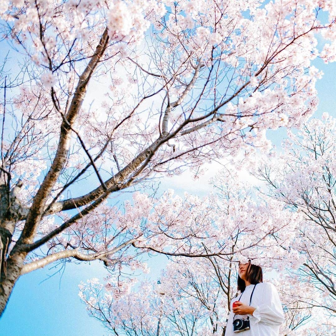 hiderin777のインスタグラム：「sakura 🌸 . . . 桜が咲く国はたくさんあるけど、 日本の桜は格別やね🌸 . . . . shot by @ringostar.desu .」