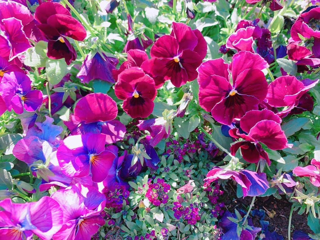 石田ひかりのグルメインスタ