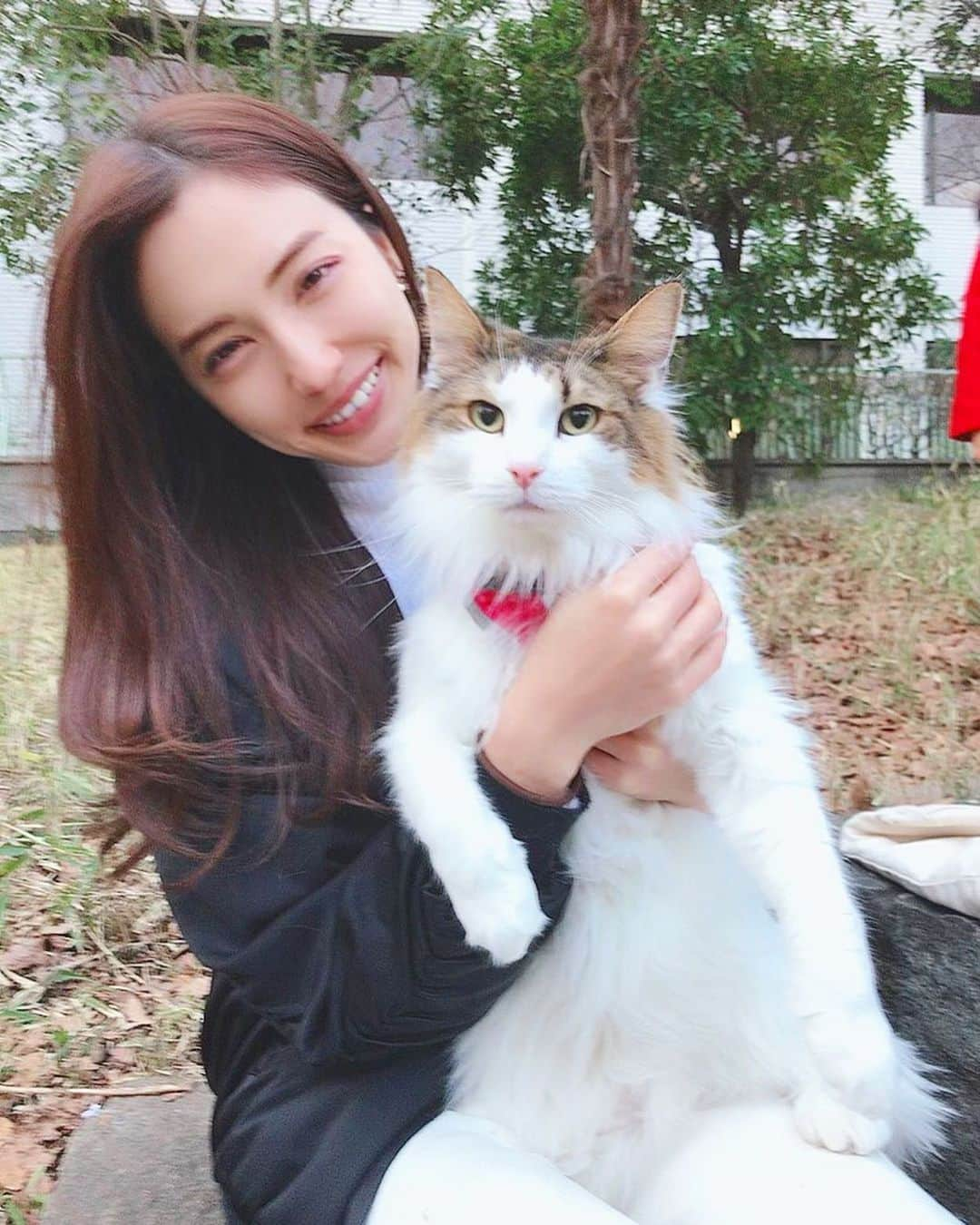 眞木美咲パメラさんのインスタグラム写真 - (眞木美咲パメラInstagram)「Went for a walk with my kitty.💗 His face....😂 . ちょっと肌寒いけどフランとお散歩 有栖川公園にいってきたよ すれ違う人に大きいですねって 猫だったんですねって言われました😂 . .  #lovely#motd#cotd#すっぴん #フランジェリコ #catstagram #猫スタグラム #ノルウェージャンフォレストキャット  #赞#粉我#我的最愛#帅气 #catvideo#funnycat #cutecat #cat#norwayjanforestcat #sillycat  #catsbeingcats #猫#猫動画#funnyvideo #ねこ」3月15日 21時29分 - pamypamypamy