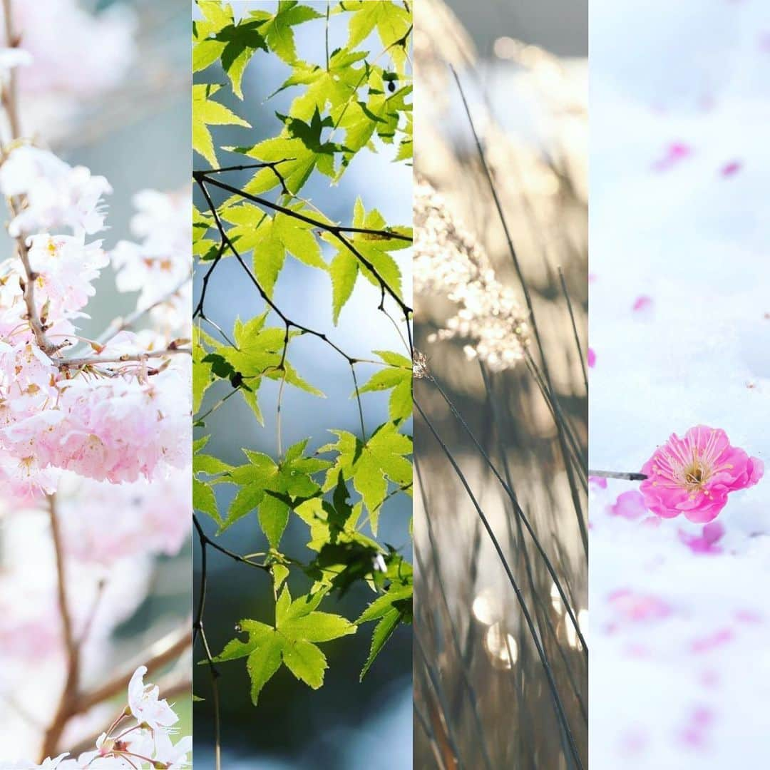 japanese forest & web designer　kapiosanのインスタグラム：「Four seasons in Japan.  I want to go out soon... . . . . . . . #spring #forseasons #doyourbest #河津桜 #japan #springflowers  #flowerslovers #花 #floweroftheday  #team_jp_ #nikonphotography #japanesestyle  #happy #東京カメラ部 #cherryblossoms #桜 #mylife #photography #loves_nippon」