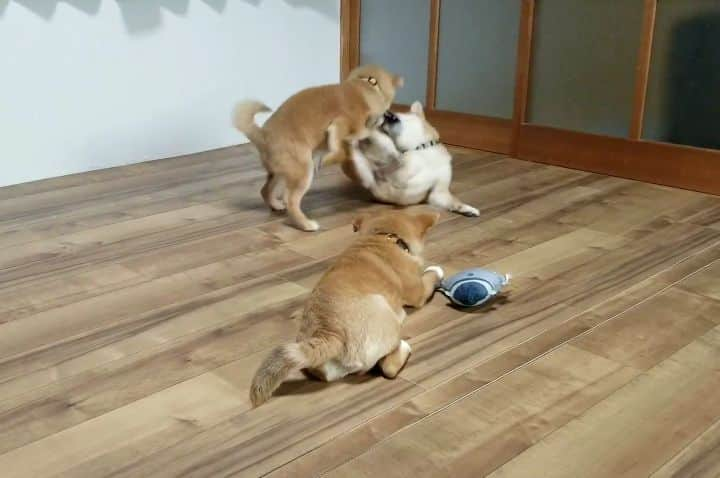 柴犬たま Shibainu Tamaのインスタグラム