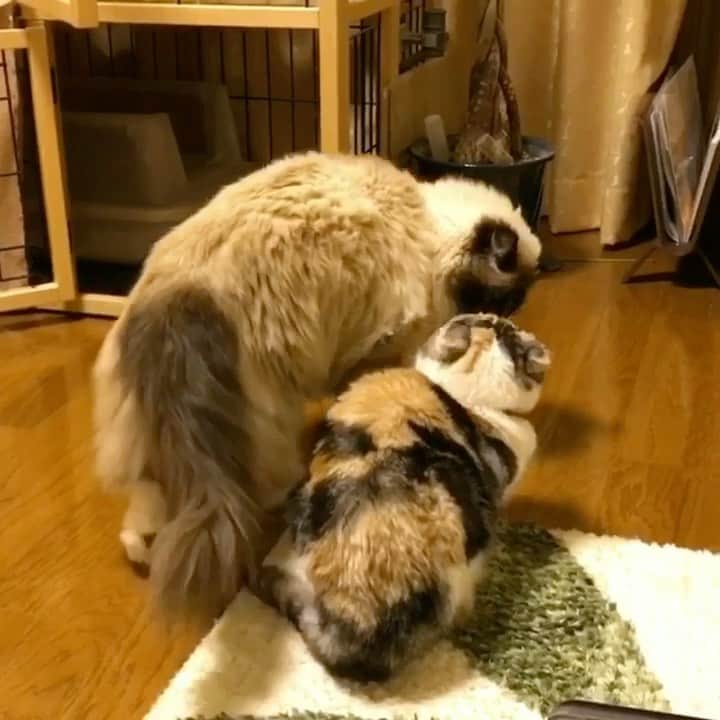 takegaeruのインスタグラム：「振られたねぇ😭💔 #cat #scottishfold #猫 #スコティッシュフォールド #三毛スコ友の会 #ragdoll #ラグドール #ホワイトポッチーズ」