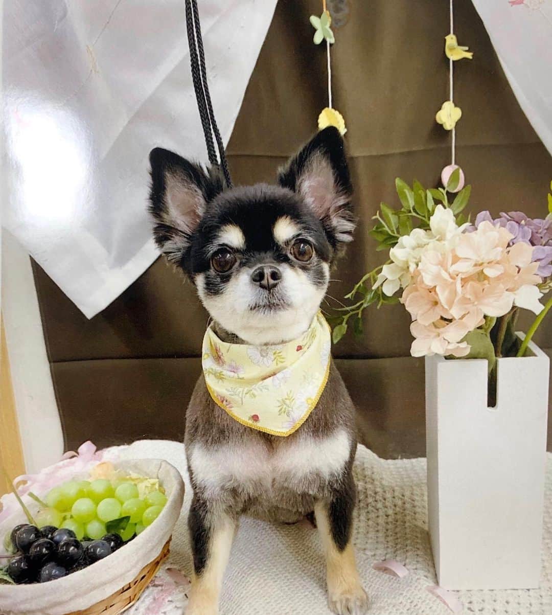 のインスタグラム：「﻿ あったかくなってきて抜け毛も多くなってきたのでトリミングしにいきました！✨﻿ ﻿ 毎回トリマーさんが撮ってくれる写真がかわいくて気に入っています🥺💓﻿ ﻿」