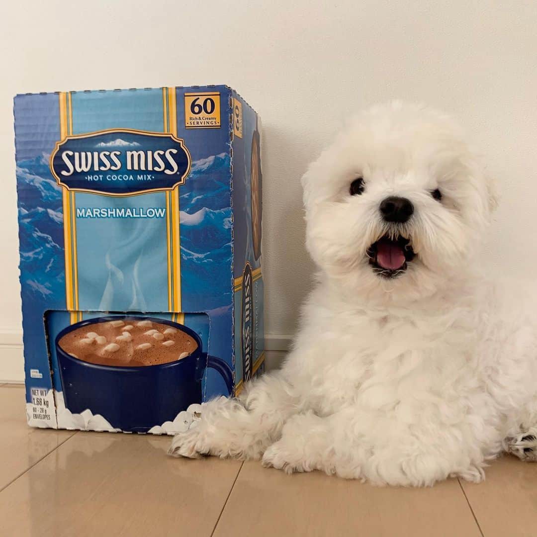 セロリのインスタグラム：「【ココア】 コストコで購入したココア。 疲れた時にこれは◎です。 #maltese #マルチーズ #ココア #swissmiss」