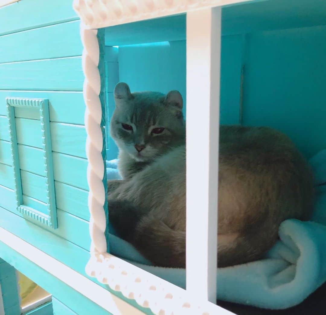 辻本祐樹さんのインスタグラム写真 - (辻本祐樹Instagram)「‪・・・個人事業主はつらいよ。‬ ‪という事で、色々解消する為、‬ ‪キャットハウスをDIY。‬ ‪気に入ってくれた♪‬ ‪#キャットハウス　#デザイン楽し‬ ‪#cat ‬」3月15日 23時38分 - tsujimotoyuuki
