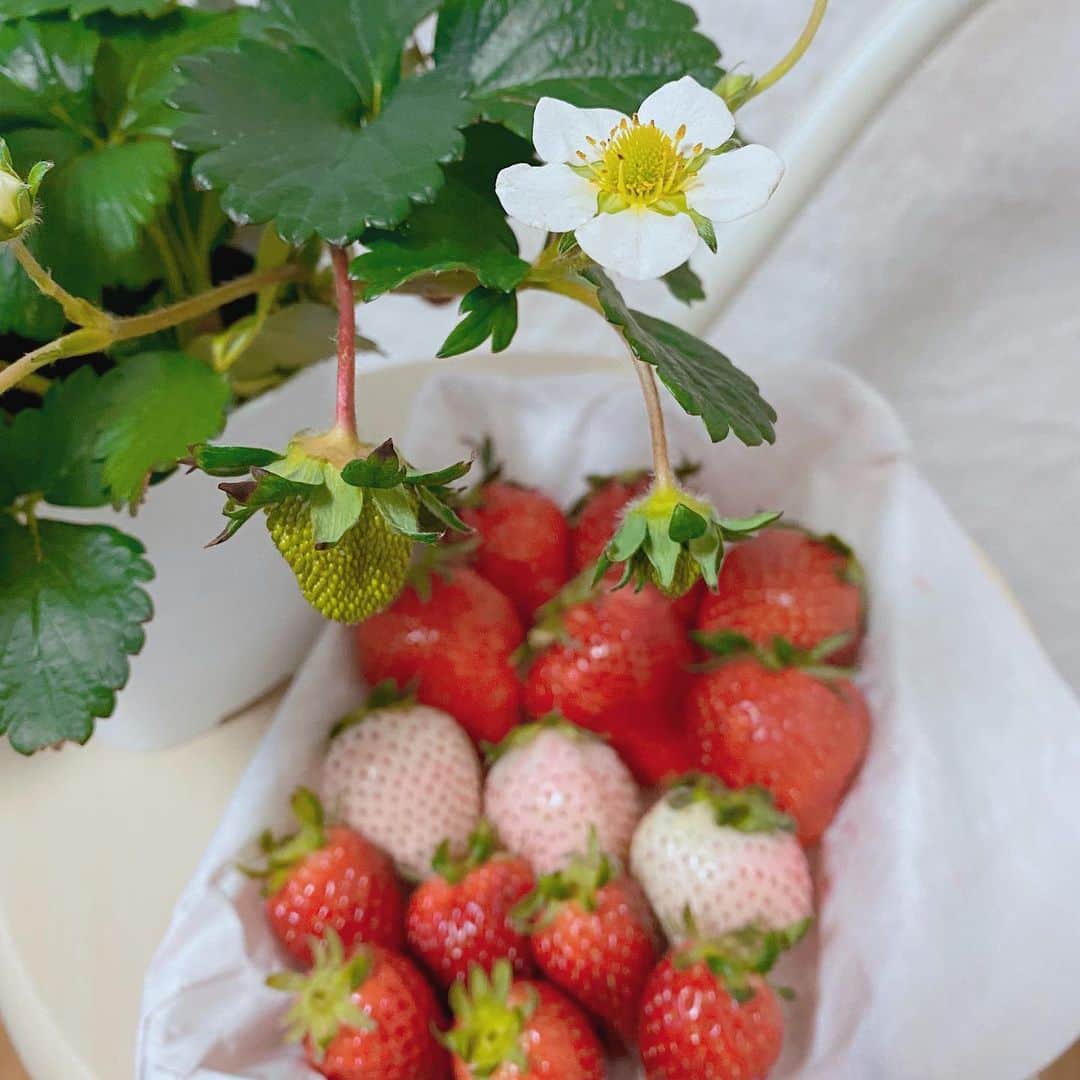 うちやえゆかさんのインスタグラム写真 - (うちやえゆかInstagram)「いちごあめ作りました🍓﻿ ﻿新しいいちごの鉢植え、我が家へお迎えしました🌱  #手作り #いちごあめ #美味しい﻿﻿ #甘い #香り #赤い #白い ﻿ #さわやか #すっぱい  #鉢植え #いちご #とちおとめ﻿ #元気に #美味しく #なあれ #strawberry #time #candy」3月16日 0時48分 - yukauchiyae